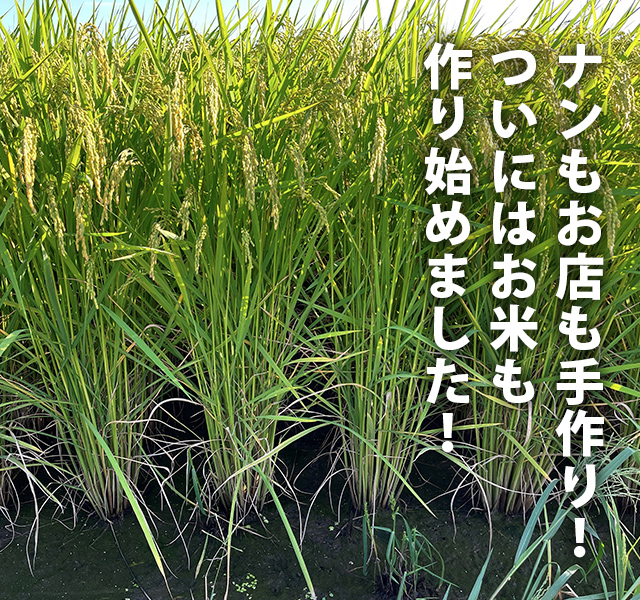 ナンもお店も手作り！ついにはお米も作り始めました！